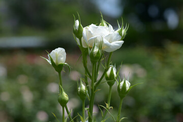 アンナプルナ　バラの花