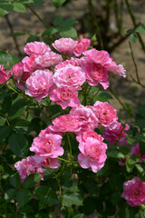 うらら　バラの花