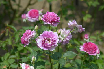 シェエラザード　バラの花