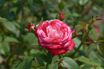 聖火　バラの花