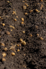 potatoes on the farm. Harvesting organic potatoes.