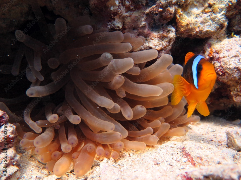 Canvas Prints red sea clown fish