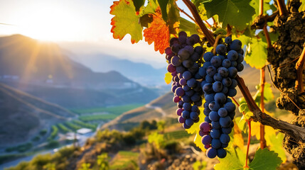 A large bunch of ripe blue grapes on the vine, with blurred mountains on background. Generative AI