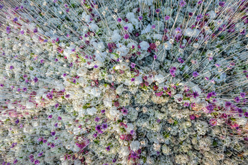Floral carpet of white and purple flowers. Floral background made of Carnation flowers, rose,...