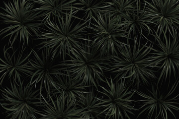 3D rendering of a spider plant from the top view in moody style