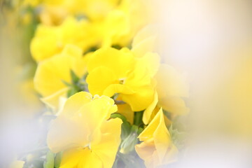 Naklejka na ściany i meble bouquet of yellow flowers.flower,summer