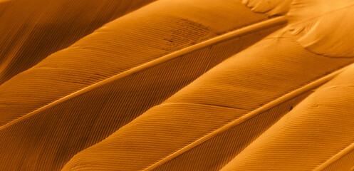 orange feather pigeon macro photo. texture or background