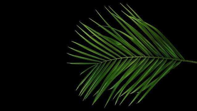 green palm leaf from above isolated on transparent background, top view palm tree cutted out for overlay texture decoration template, slow motion wind with alpha channel