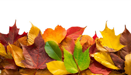 Naklejka na ściany i meble colorful autumn leaves at the bottom isolated on white background, cut out