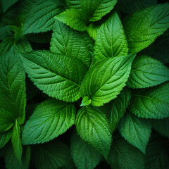 Green mint leaf texture background. nature abstract