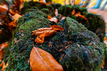 Close up of Moss. Moss in the forest on which lie orange autumn leaves. 
