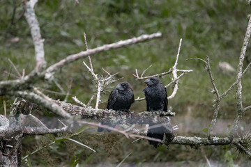 Couple of black birds on branches in a cloudy day