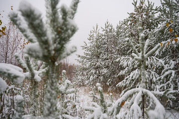 Flakes of snow falling down winter landscape.