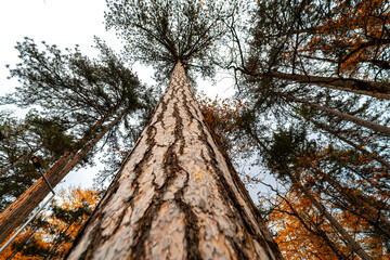Fototapeta premium Photo taken from below to the top of the leaves of a spring tree. Detail of tree trunk.