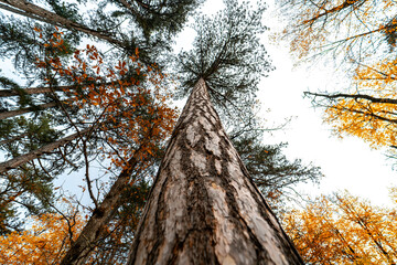 Fototapeta premium Photo taken from below to the top of the leaves of a spring tree. Detail of tree trunk.