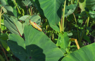  grasshopper on a Colocasia esculenta leaf