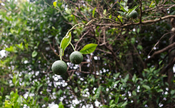 unripen oranges on a tree