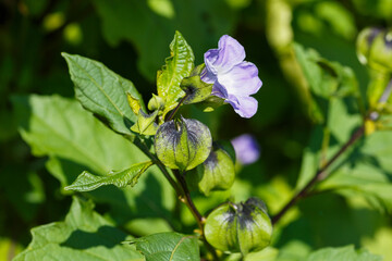 Nicandra physalodes is a species of flowering plant in subfamily Solanoideae of the nightshade family. It is known by the common names apple-of-Peru and shoo-fly plant