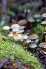 mushrooms on the moss