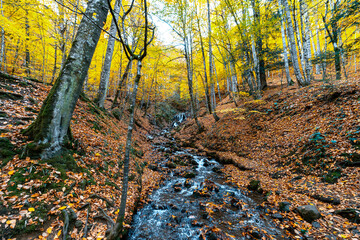 Water flow filtering through the stones in Yedigöller. Water flow in the forest in autumn.Bolu,Turkey.
