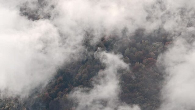 Autumn forest wrapped by clouds and fog