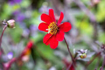 red dahlia flower