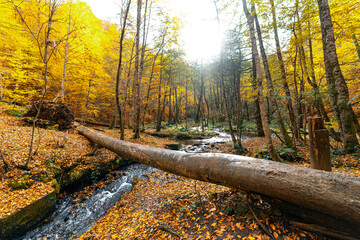 A log that fell over the water and served as a bridge. View of Yedigoller in autumn.