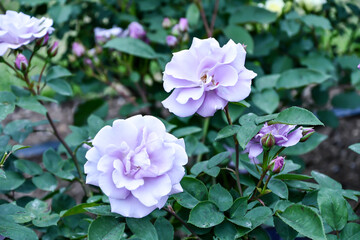 バラ「たそがれ」