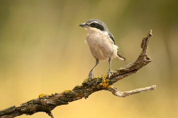 Southern gray shrike on its hunting perch within a Mediterranean oak and pine forest with the last light of a winter day