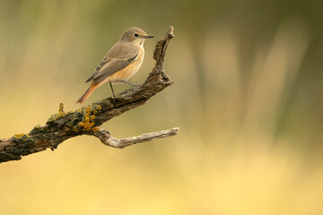 Common redstart female on one of her perches in her breeding territory in an oak forest in spring with the first light of day