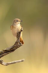 Common redstart female on one of her perches in her breeding territory in an oak forest in spring with the first light of day