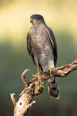 Adult male Eurasian sparrow hawk at his favorite hunting vantage point within a Mediterranean pine and oak forest at first light on an autumn day