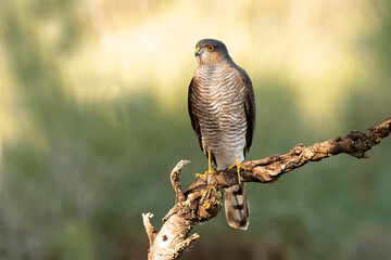 Adult male Eurasian sparrow hawk at his favorite hunting vantage point within a Mediterranean pine and oak forest at first light on an autumn day