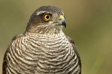 Closeup of adult female Eurasian sparrowhawk at a water point in the first morning lights in a Mediterranean forest in autumn