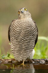 Closeup of adult female Eurasian sparrowhawk at a water point in the first morning lights in a Mediterranean forest in autumn