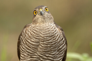 Adult female Eurasian sparrowhawk at first light in a Mediterranean forest drinking and bathing at a water point in autumn