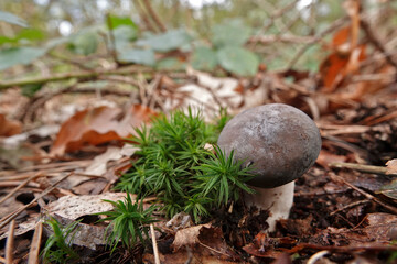 Closeup on the Powdery Brittlegill mushroom. Russula parazurea on the forest floor