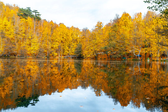 The image of autumn trees reflected in the clear water of the lake. The magnificent harmony of the blue sky and yellowing leaves. Yedigoller, Bolu.
