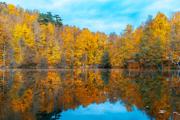 Fototapeta na wymiar The image of autumn trees reflected in the clear water of the lake. The magnificent harmony of the blue sky and yellowing leaves. Yedigoller, Bolu.