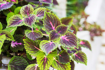 the Coleus in the tub decorates the wall of a residential building