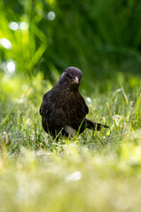 bird on the grass