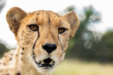 The amazing cheetahs in South Africa.