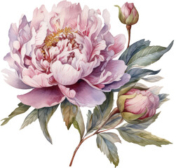 Watercolor pink magenta peony flowers bouquet clipart. Floral arrangement for card, invitation, decoration. Illustration isolated on transparent background. Generative AI.