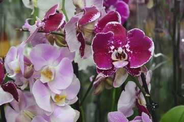 Close-up of branches of blooming pink phalaenopsis orchids. Decorative indoor flowers. Lots of...
