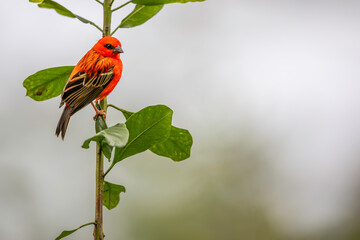 Red madagascar weaver, bird on a green branch