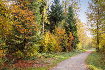Relaxing walk in the autumnal forest in november