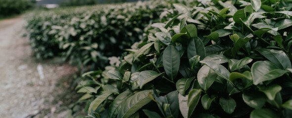 Close up View of the Tea Trees on a plantation in Highlands, Taiwan