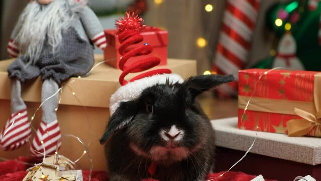 Funny Christmas bunny among Christmas eve gifts.
