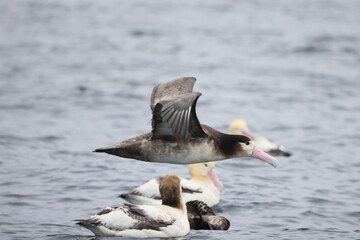 Short-tailed albatross (Diomedea albatrus) in Japan