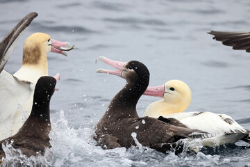 Fototapeta premium Short-tailed albatross (Diomedea albatrus) in Japan